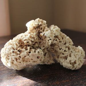 Belizean Coral from Beachcombing